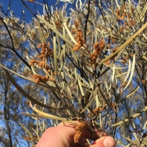 Acacia brachystachya at Tibooburra, NSW - 4 Jul 2021 08:54 AM