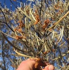 Acacia brachystachya at Tibooburra, NSW - 4 Jul 2021