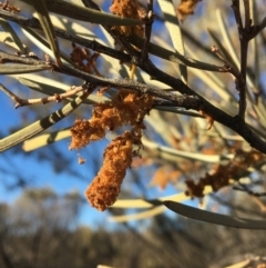 Acacia brachystachya at Tibooburra, NSW - 4 Jul 2021