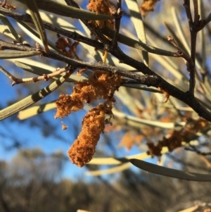 Acacia brachystachya at Tibooburra, NSW - 4 Jul 2021