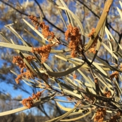 Acacia brachystachya at Tibooburra, NSW - 4 Jul 2021