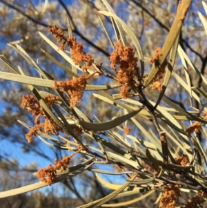 Acacia brachystachya at Tibooburra, NSW - 4 Jul 2021