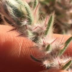 Sclerolaena lanicuspis (Copper Burr) at Sturt National Park - 3 Jul 2021 by Ned_Johnston