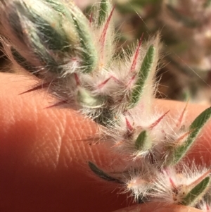 Sclerolaena lanicuspis at Tibooburra, NSW - 4 Jul 2021