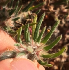 Sclerolaena lanicuspis at Tibooburra, NSW - 4 Jul 2021 08:57 AM