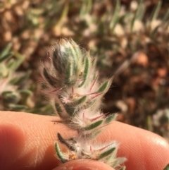 Sclerolaena lanicuspis at Tibooburra, NSW - 4 Jul 2021 08:57 AM