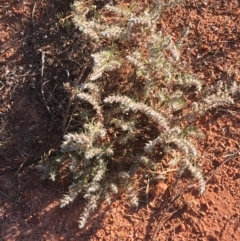 Sclerolaena lanicuspis at Tibooburra, NSW - 4 Jul 2021 08:57 AM