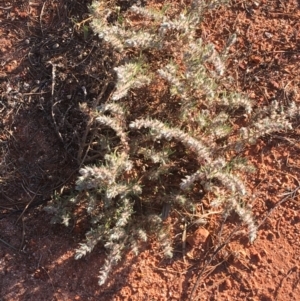 Sclerolaena lanicuspis at Tibooburra, NSW - 4 Jul 2021