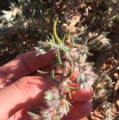 Sclerolaena lanicuspis at Tibooburra, NSW - 4 Jul 2021