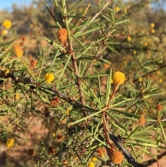 Acacia tetragonophylla (Dead Finish, Kurara) at Sturt National Park - 4 Jul 2021 by NedJohnston