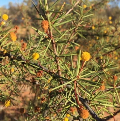 Acacia tetragonophylla (Dead Finish) at Sturt National Park - 3 Jul 2021 by Ned_Johnston