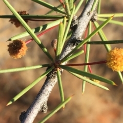 Acacia tetragonophylla at Tibooburra, NSW - 4 Jul 2021