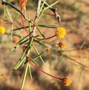Acacia tetragonophylla at Tibooburra, NSW - 4 Jul 2021 08:58 AM