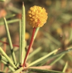 Acacia tetragonophylla at Tibooburra, NSW - 4 Jul 2021