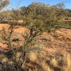 Acacia tetragonophylla at Tibooburra, NSW - 4 Jul 2021