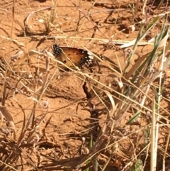 Danaus petilia (Lesser wanderer) at Sturt National Park - 4 Jul 2021 by Ned_Johnston