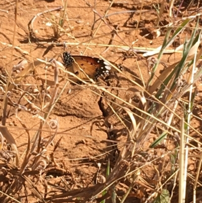 Danaus petilia (Lesser wanderer) at Tibooburra, NSW - 4 Jul 2021 by NedJohnston