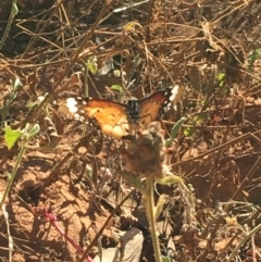 Danaus petilia at Tibooburra, NSW - 4 Jul 2021 10:39 AM