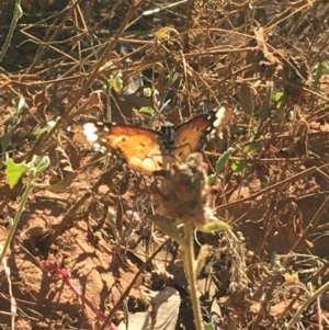 Danaus petilia at Tibooburra, NSW - 4 Jul 2021 10:39 AM