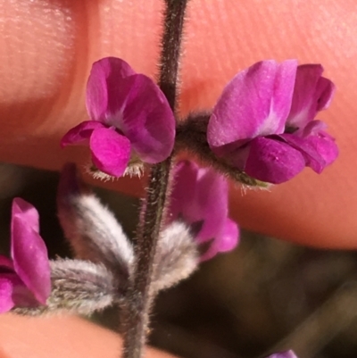 Unidentified Pea at Tibooburra, NSW - 4 Jul 2021 by Ned_Johnston