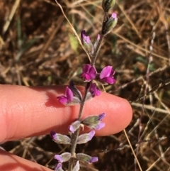 Cullen australasicum at Sturt National Park - 4 Jul 2021