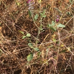 Cullen australasicum at Sturt National Park - 4 Jul 2021