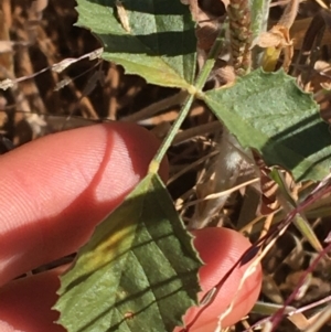 Cullen australasicum at Sturt National Park - 4 Jul 2021 10:40 AM