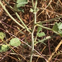 Cullen australasicum at Sturt National Park - 4 Jul 2021 10:40 AM