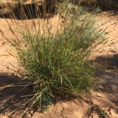 Unverified Plant at Tibooburra, NSW - 4 Jul 2021 by NedJohnston