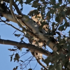 Falco berigora (Brown Falcon) at Tennent, ACT - 18 Nov 2021 by RodDeb