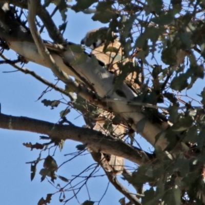 Falco berigora (Brown Falcon) at Gigerline Nature Reserve - 18 Nov 2021 by RodDeb