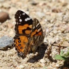 Vanessa kershawi (Australian Painted Lady) at Tennent, ACT - 18 Nov 2021 by RodDeb