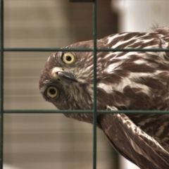 Accipiter fasciatus (Brown Goshawk) at Currawang, NSW - 11 Nov 2021 by camcols