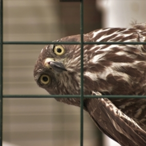 Accipiter fasciatus at Currawang, NSW - 11 Nov 2021