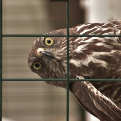 Accipiter fasciatus (Brown Goshawk) at Currawang, NSW - 11 Nov 2021 by camcols