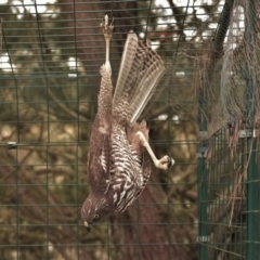 Tachyspiza fasciata at Currawang, NSW - suppressed