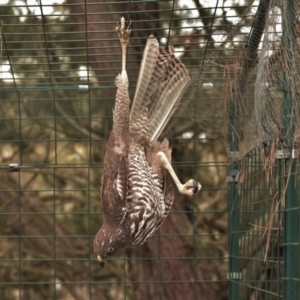 Accipiter fasciatus at Currawang, NSW - 11 Nov 2021