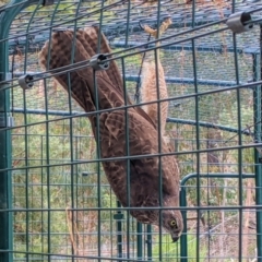 Accipiter fasciatus at Currawang, NSW - 11 Nov 2021