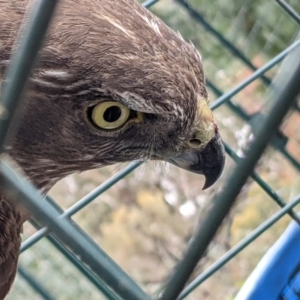 Accipiter fasciatus at Currawang, NSW - 11 Nov 2021