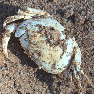 Unverified Other Crustacean at Tibooburra, NSW - 4 Jul 2021 by NedJohnston