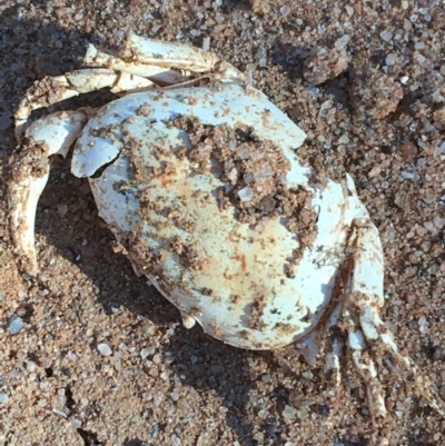 Unidentified Other Crustacean at Tibooburra, NSW - 4 Jul 2021 by NedJohnston