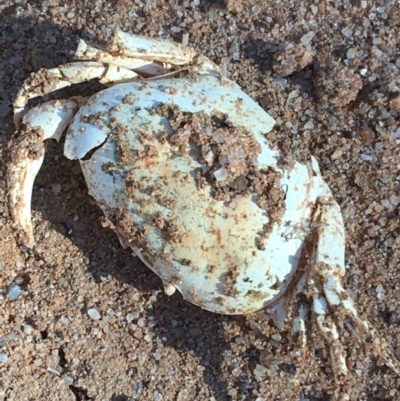 Unidentified Other Crustacean at Tibooburra, NSW - 4 Jul 2021 by Ned_Johnston