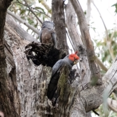 Callocephalon fimbriatum (Gang-gang Cockatoo) at Penrose - 19 Nov 2021 by Aussiegall