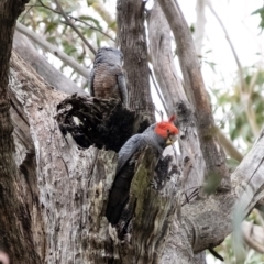 Callocephalon fimbriatum (Gang-gang Cockatoo) at Penrose, NSW - 18 Nov 2021 by Aussiegall