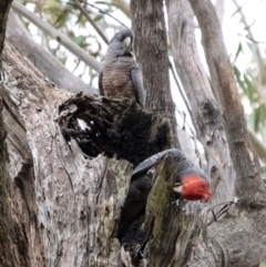 Callocephalon fimbriatum at Penrose, NSW - suppressed