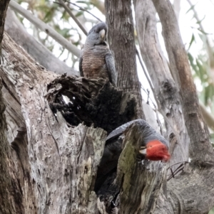 Callocephalon fimbriatum at Penrose, NSW - suppressed