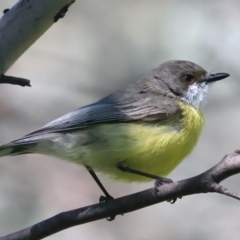 Gerygone olivacea at Stromlo, ACT - 16 Nov 2021