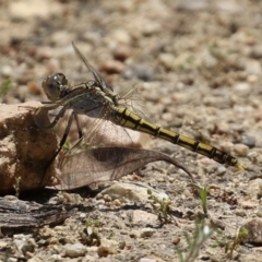 Orthetrum caledonicum at Tennent, ACT - 18 Nov 2021