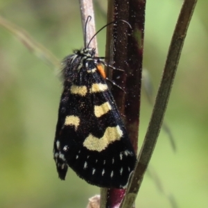 Phalaenoides tristifica at Tennent, ACT - 18 Nov 2021