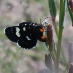 Phalaenoides tristifica at Tennent, ACT - 18 Nov 2021